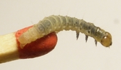 Tordeuse verte du chêne (Tortrix viridana) ,jeune chenille sur allumette, photo 3