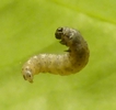 Tordeuse verte du ch&ecirc;ne (Tortrix viridana) , jeune chenille en suspension, photo 1..