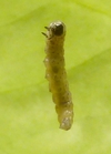 Tordeuse verte du ch&ecirc;ne (Tortrix viridana) , jeune chenille en suspension, photo 2