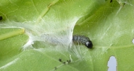 Tordeuse verte du ch&ecirc;ne (Tortrix viridana) , chenille 3e stade, photo 2