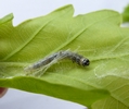 Tordeuse verte du chêne (Tortrix viridana) , chenille 3e stade, photo 4