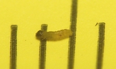 Tordeuse verte du ch&ecirc;ne (Tortrix viridana) chenillette nouvelle n&eacute;e, mesure de la taille
