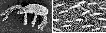 acarien (actinedida) de fourmis, d&eacute;tails