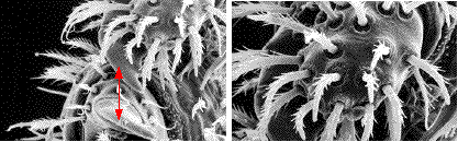 acarien (actinedida) de fourmis, d&eacute;tails