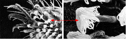 acarien (actinedida) de fourmis, d&eacute;tails