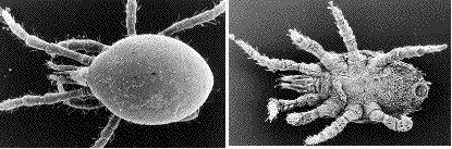 acariens (gamasida) de fourmis