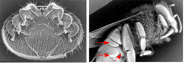 acarien (varroa jacobsoni) de l'abeille