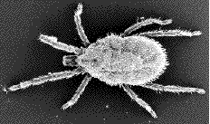 acarien (actinedida) de fourmis