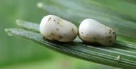 Papillon lune de Dubernard (Actias dubernardi), oeufs, photo 2
