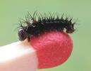 Papillon lune de Dubernard (Actias dubernardi), chenille naissante, photo 5.