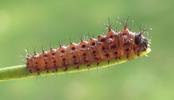 Papillon lune de Dubernard (Actias dubernardi), chenille  fin stade 1, photo 1.