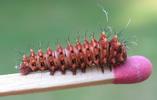 Papillon lune de Dubernard (Actias dubernardi), chenille stade 2, photo 7.