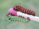 Papillon lune de Dubernard (Actias dubernardi), chenilles stades 2 et 3, photo 4.