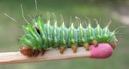 Papillon lune de Dubernard (Actias dubernardi), chenilles stade 3 sur allumette, photo 1