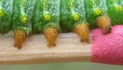 Papillon lune de Dubernard (Actias dubernardi), chenilles stade 3 , detail des fausses pattes.