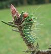 Papillon lune de Dubernard (Actias dubernardi),  chenille  stade 4, photo 2.