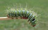 Papillon lune de Dubernard (Actias dubernardi),  chenille  stade 4, photo 6.