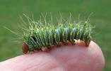 Papillon lune de Dubernard (Actias dubernardi),  chenille  stade 4, sur doigt, photo 1.