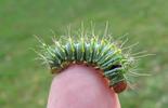 Papillon lune de Dubernard (Actias dubernardi), chenille stade 4, sur doigt, photo 2.