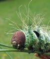 Papillon lune de Dubernard (Actias dubernardi),  chenille  stade 5, portrait, photo 1.