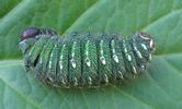 Papillon lune de Dubernard (Actias dubernardi), pre-nymphe.
