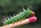 Papillon lune de Dubernard (Actias dubernardi),  chenille en fin de stade 3.