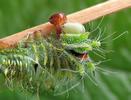 Papillon lune de Dubernard (Actias dubernardi),  chenille en mue (stade 3  &agrave; 4), photo 1.