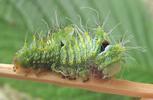 Papillon lune de Dubernard (Actias dubernardi),  chenille en mue (stade 3  &agrave; 4), photo 3.