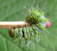 Papillon lune de Dubernard (Actias dubernardi),  chenille  stade 4.