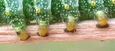 Papillon lune de Dubernard (Actias dubernardi),  chenille  stade 4,   detail des fausses pattes, photo 1.
