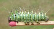 Papillon lune de Dubernard (Actias dubernardi),  chenille  stade 4, sur allumette.