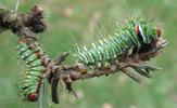 Papillon lune de Dubernard (Actias dubernardi),  chenilles  stade 4, photo 1.