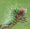 Papillon lune de Dubernard (Actias dubernardi),  chenille  stade 4, photo 3