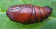 Papillon lune de Dubernard (Actias dubernardi),  chrysalide en vue laterale..