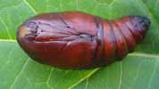 Papillon lune de Dubernard (Actias dubernardi),  chrysalide en vue ventrale.