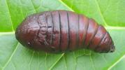 Papillon lune de Dubernard (Actias dubernardi),  chrysalide en vue dorsale.