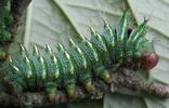 Papillon lune de Dubernard (Actias dubernardi), chenille, mise en &eacute;vidence des dorures, photo 1.