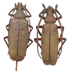 couple d'Aegosoma (Collection)