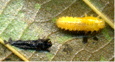 mue larvaire d'agelastica alni