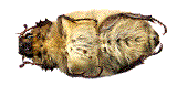 anoxia villosa, pilosité ventrale d' Anoxia villosa