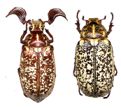 couple de hannetons des dunes (polyphylla fullo)