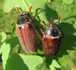 Melolontha melolonta (hanneton commun)