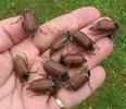 Melolontha melolonta (hanneton commun) , adultes en main.