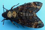 Sphinx t&ecirc;te de mort (Acherontia atropos)