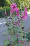 Pied de rose tr&eacute;mi&egrave;re, photo 1