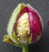 Rose tr&eacute;mi&egrave;re,coupe de jeune bouton floral, photo 2