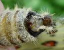 Apollon (Parnassius apollo), extrémité abdominale de femelle en appel, photo 2.