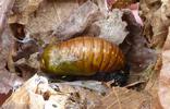 Apollon (Parnassius apollo), chrysalide.