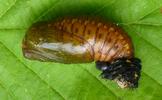 Apollon (Parnassius apollo), chrysalide, formation de la pruinosit&eacute;, photo 1.