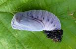 Apollon (Parnassius apollo), chrysalide, formation de la pruinosit&eacute;, photo 3.